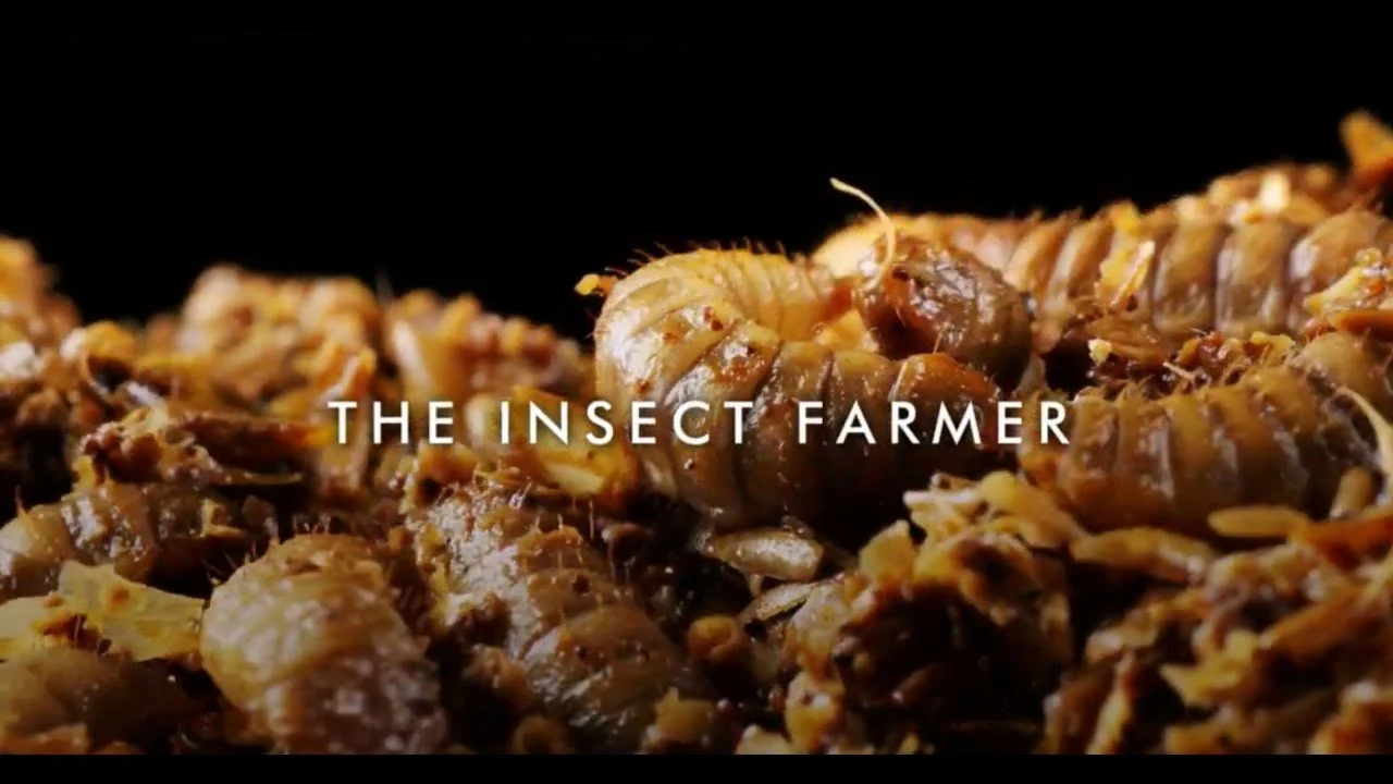 The Insect Farmer